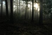 DSC_1618 (3)